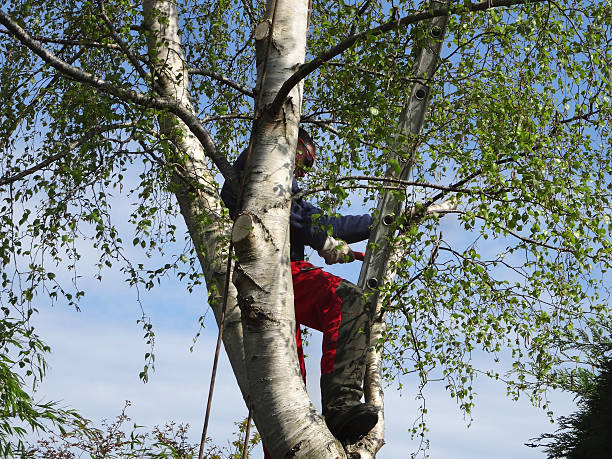 Best Fruit Tree Pruning  in Durham, CA