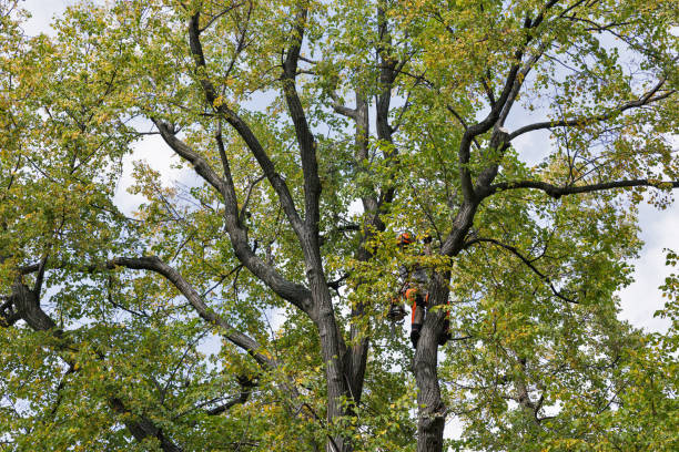 Tree and Shrub Care in Durham, CA